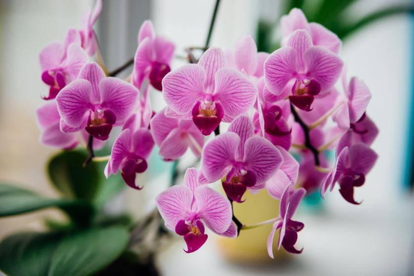 orchidea